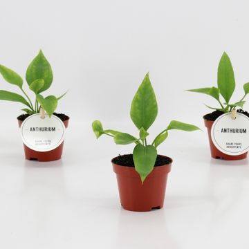 Anthurium vittariifolium