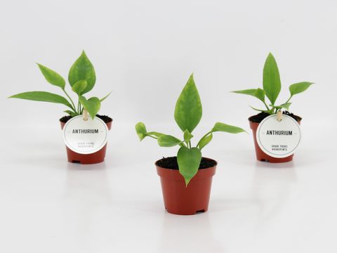 Anthurium vittariifolium