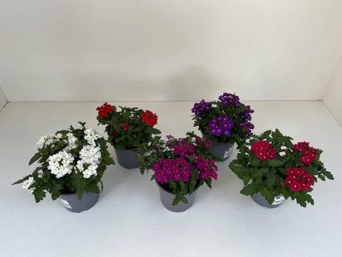Verbena MIX