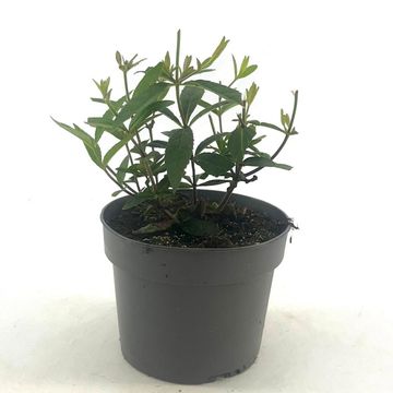 Veronicastrum virginicum 'Lavendelturm'