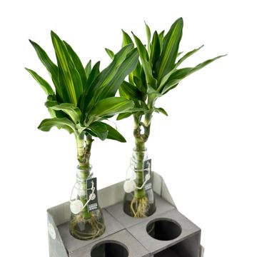 Arranjo Houseplants