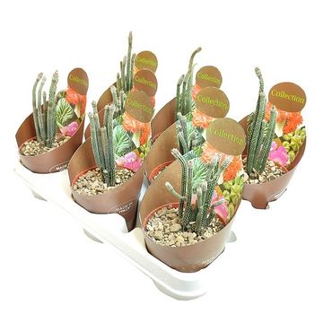 Echinocereus poselgeri