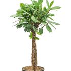 Ficus cyathistipula