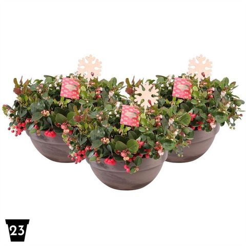 Gaultheria procumbens BIG BERRY