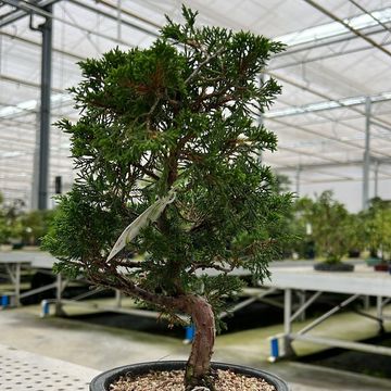 Juniperus chinensis