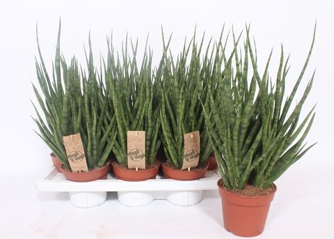 Sansevieria cylindrica TORCH — Plant Wholesale FlorAccess