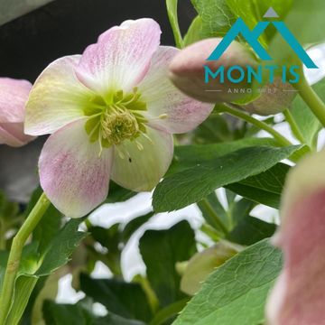 Helleborus orientalis MIX