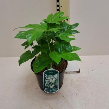 Fatsia japonica