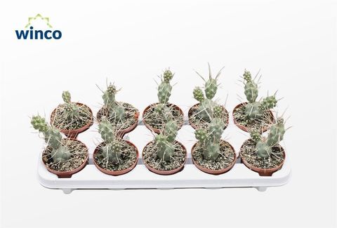 Tephrocactus aoracanthus