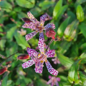 Tricyrtis 'Empress'