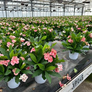 Euphorbia milii 'Charlotte'