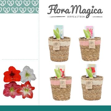 Hippeastrum MIX