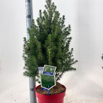 Picea glauca DECEMBER
