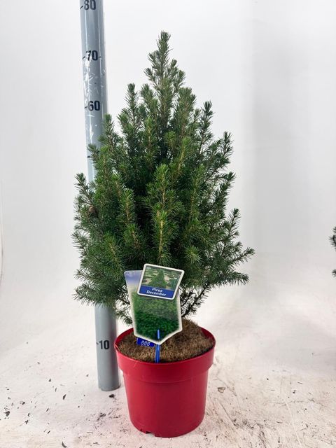 Picea glauca DECEMBER