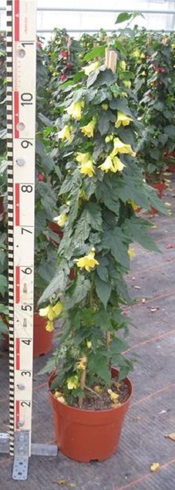 Abutilon 'Big Bell'