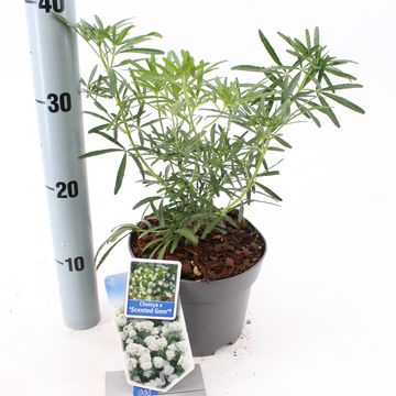 Choisya ternata SCENTED GEM