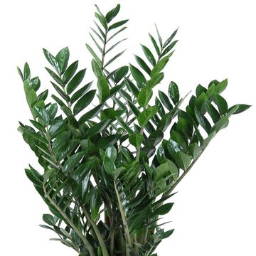 Zamioculcas zamiifolia