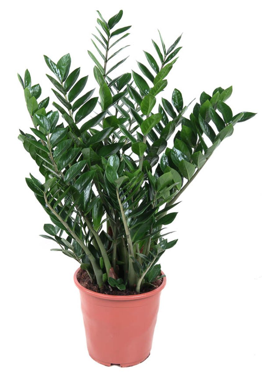 Zamioculcas zamiifolia — Plant Wholesale FlorAccess