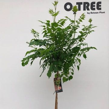 Campsis x tagliabuana INDIAN SUMMER