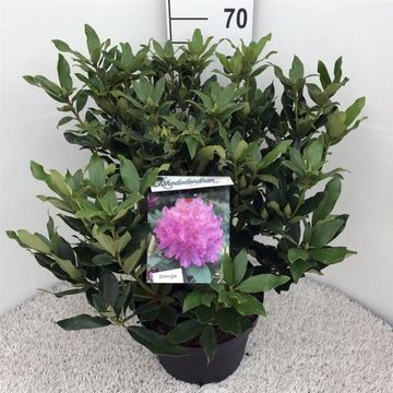 Rhododendron ponticum