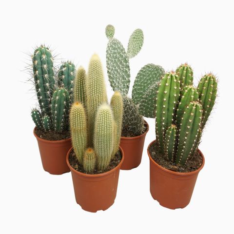 Cactos MIX