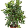 Ficus cyathistipula