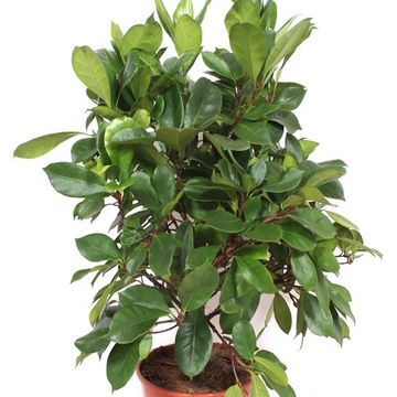 Ficus cyathistipula
