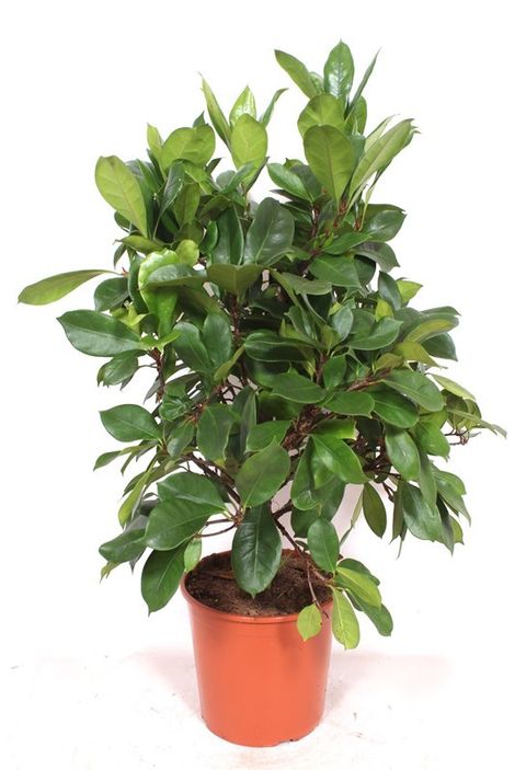 Ficus cyathistipula