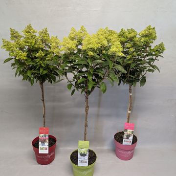 Hydrangea paniculata GARDENLIGHTS MIX