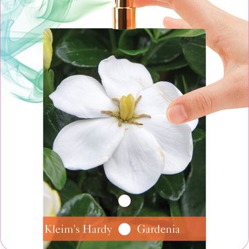 Gardenia jasminoides 'Kleim's Hardy'
