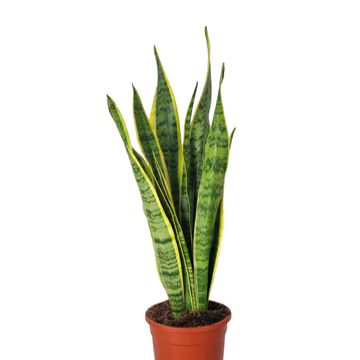 Sansevieria trifasciata 'Laurentii'