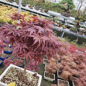 Acer palmatum 'Shaina'