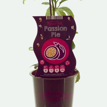 Passiflora PASSION PIE