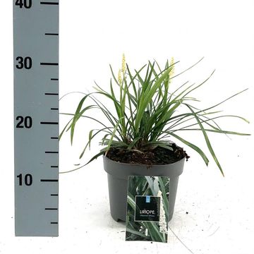 Liriope muscari 'Monroe White'