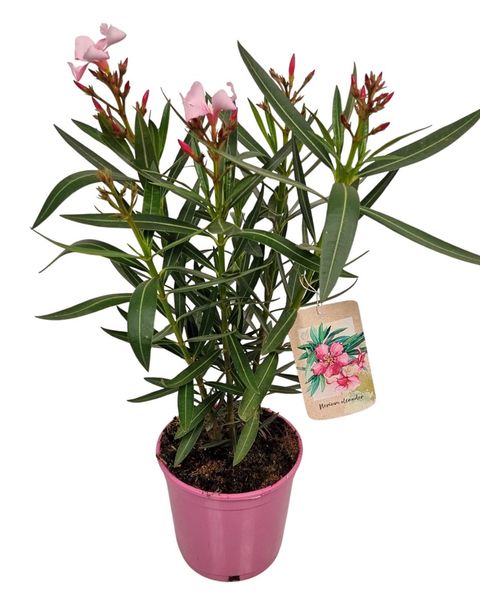 Nerium oleander