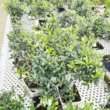 Olea europaea