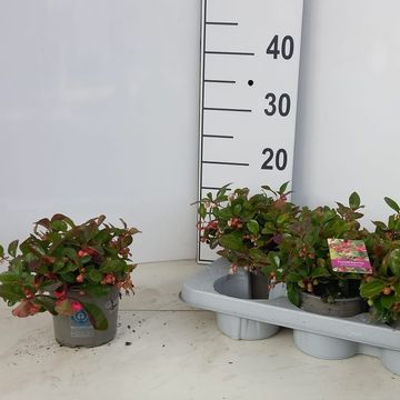 Gaultheria procumbens