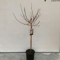Magnolia stellata