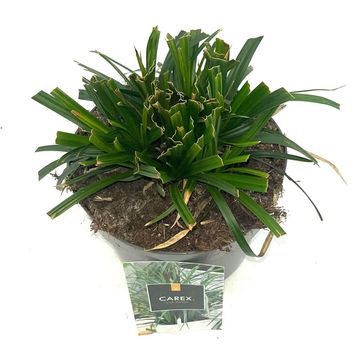 Carex morrowii 'Irish Green'