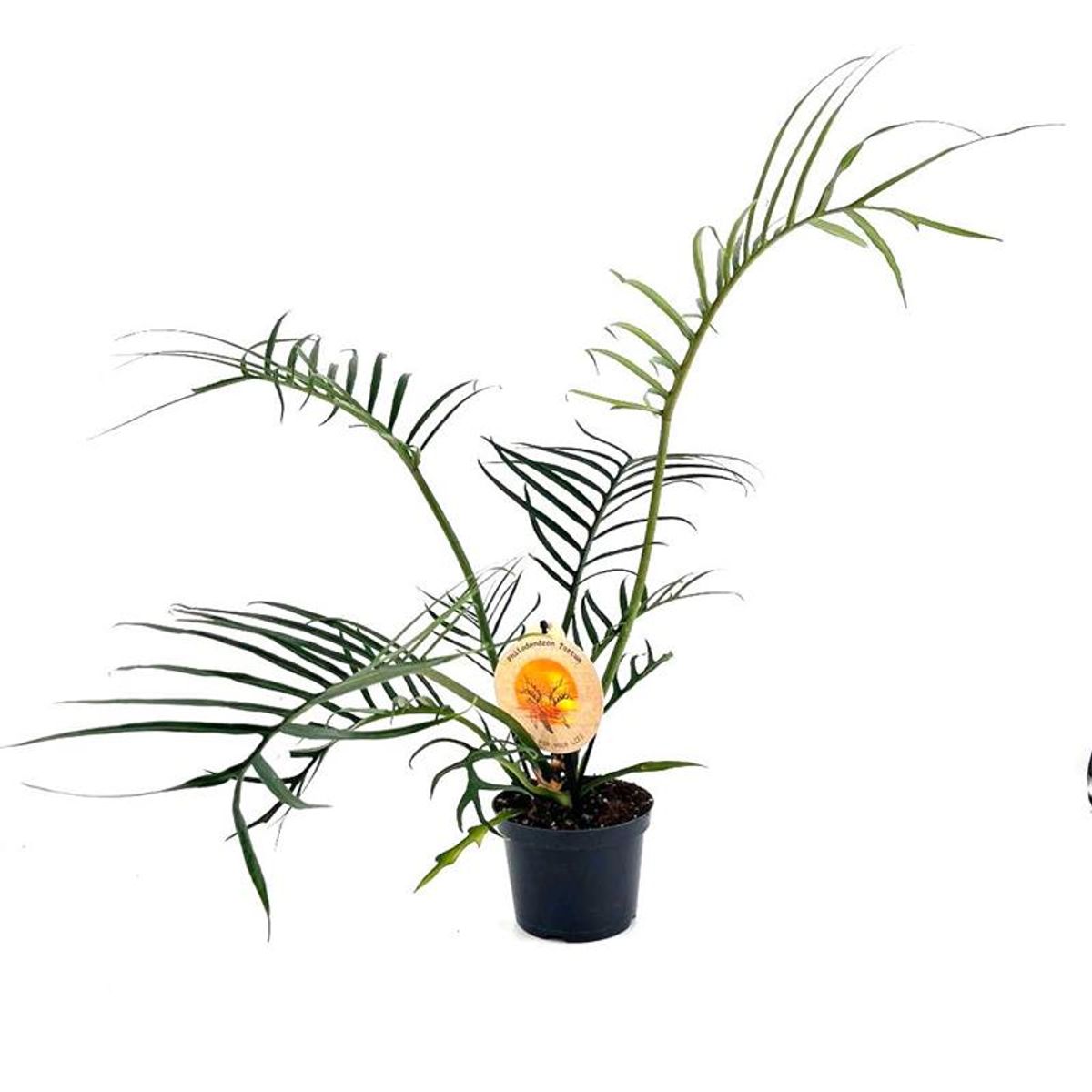 Philodendron tortum  Pflanzengrohandel FlorAccess
