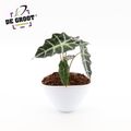 Ετοιμασίες Alocasia