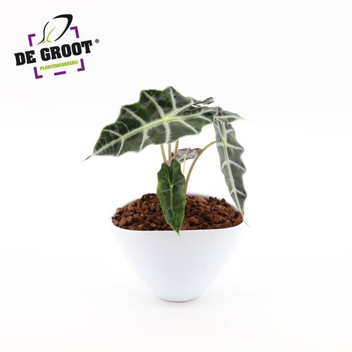 Arrangement Alocasia