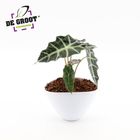 Arrangemang Alocasia