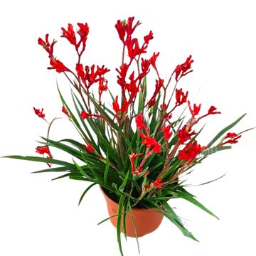 Anigozanthos 'Red Inferno'