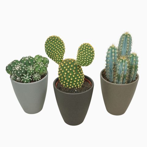 Cactus MIX