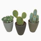 Cactus MIX