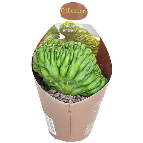 Trichocereus pachanoi cristata