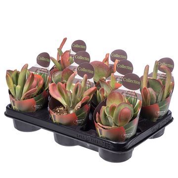 Kalanchoe luciae 'Oricula'