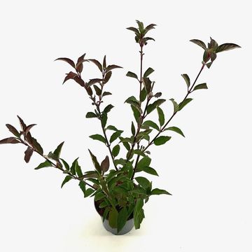 Viburnum x bodnantense 'Charles Lamont'