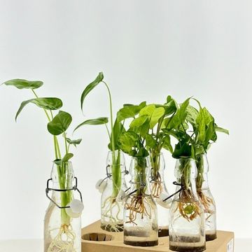 Composizione Houseplants